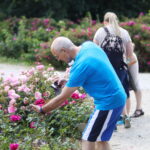 23.06.2024. Kielce. Ogród Botaniczny. Święto Róż / Fot. Wiktor Taszłow - Radio Kielce