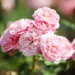 23.06.2024. Kielce. Ogród Botaniczny. Święto Róż / Fot. Wiktor Taszłow - Radio Kielce