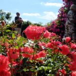 15.06.2024. Kielce. Ogród Botaniczny. Róże / Fot. Jarosław Kubalski - Radio Kielce
