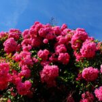 15.06.2024. Kielce. Ogród Botaniczny. Róże / Fot. Jarosław Kubalski - Radio Kielce