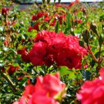 15.06.2024. Kielce. Ogród Botaniczny. Róże / Fot. Jarosław Kubalski - Radio Kielce