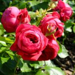 15.06.2024. Kielce. Ogród Botaniczny. Róże / Fot. Jarosław Kubalski - Radio Kielce