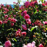 15.06.2024. Kielce. Ogród Botaniczny. Róże / Fot. Jarosław Kubalski - Radio Kielce