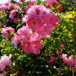 15.06.2024. Kielce. Ogród Botaniczny. Róże / Fot. Jarosław Kubalski - Radio Kielce