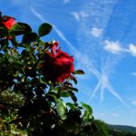 15.06.2024. Kielce. Ogród Botaniczny. Róże / Fot. Jarosław Kubalski - Radio Kielce