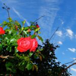 15.06.2024. Kielce. Ogród Botaniczny. Róże / Fot. Jarosław Kubalski - Radio Kielce