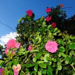 15.06.2024. Kielce. Ogród Botaniczny. Róże / Fot. Jarosław Kubalski - Radio Kielce