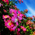 15.06.2024. Kielce. Ogród Botaniczny. Róże / Fot. Jarosław Kubalski - Radio Kielce