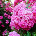 15.06.2024. Kielce. Ogród Botaniczny. Róże / Fot. Jarosław Kubalski - Radio Kielce