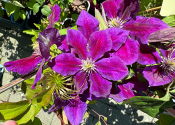 clematis / Fot. Agrocentrum Sandomierska