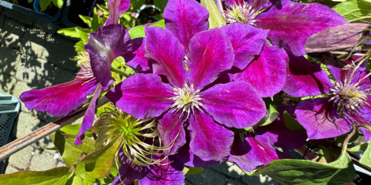 clematis / Fot. Agrocentrum Sandomierska