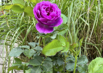 Minerva – najpiękniej pachnąca róża na świecie - Radio Kielce
