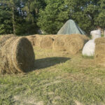 Sianokosy u zakonników - Radio Kielce Wąchock. Sianokosy w gospodarstwie ojców Cystersów / Fot. Anna Głąb - Radio Kielce