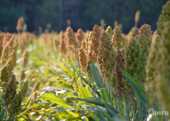Sorgo – roślina z potencjałem / fot. Canva