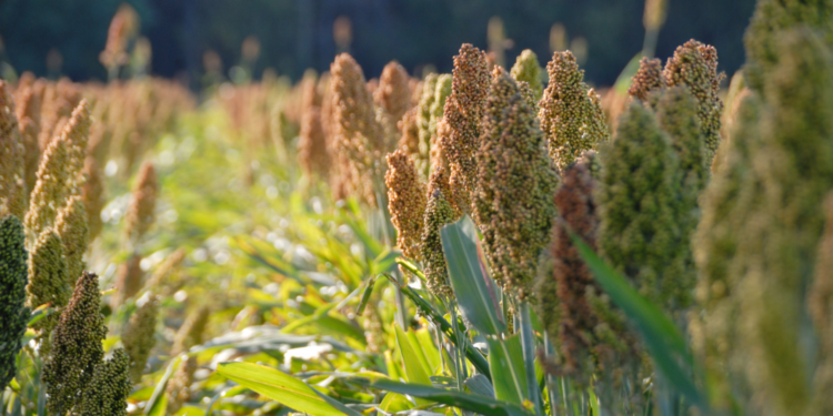 Sorgo – roślina z potencjałem / fot. Canva