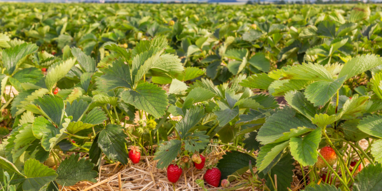 Plantacja truskawek / fot. Canva