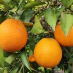 Muzyczne podróże. Portugalia / Fot. Danuta Rasała