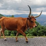 Muzyczne podróże. Portugalia / Fot. Danuta Rasała