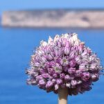 Muzyczne podróże. Portugalia / Fot. Danuta Rasała