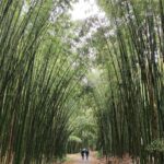 Muzyczne podróże. Portugalia / Fot. Danuta Rasała