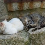 Muzyczne podróże. Portugalia / Fot. Danuta Rasała