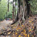 Muzyczne podróże. Portugalia / Fot. Danuta Rasała