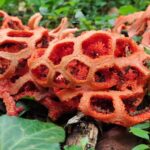 Muzyczne podróże. Portugalia / Fot. Danuta Rasała