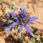 Muzyczne podróże. Portugalia / Fot. Danuta Rasała