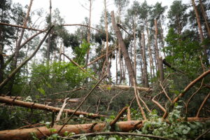 Jest zakaz wstępu do lasów w Kielcach i okolicach