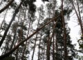 Okresowy zakaz wstępu do lasu przedłużony