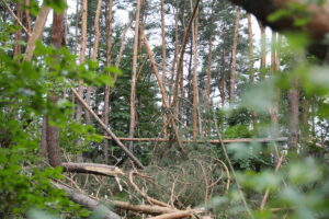 16.07.2024. Kielce. Połamane drzewa w lesie na Białogonie / Fot. Wiktor Taszłow - Radio Kielce