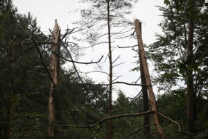 16.07.2024. Kielce. Połamane drzewa w lesie na Białogonie / Fot. Wiktor Taszłow - Radio Kielce