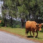 Muzyczne podróże. Portugalia / Fot. Danuta Rasała