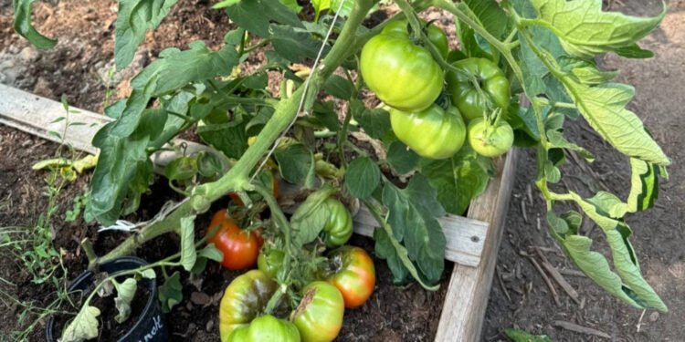 Costoluto fiorentino / Fot. Agrocentrum Sandomierska