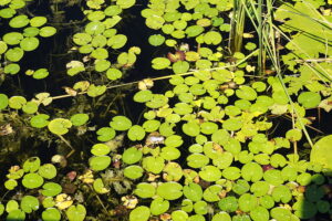 Kielce. Ogród botaniczny - Radio Kielce