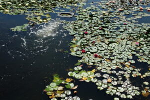 Kielce. Ogród botaniczny - Radio Kielce