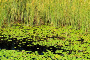 Kielce. Ogród botaniczny - Radio Kielce