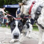 27.07.2024. Oblęgorek. Plenerowa impreza dla miłośników zwierząt z okazji 160. lecia istnienia Towarzystwa Opieki nad Zwierzętami trwa w Oblęgorku / Fot. Jarosław Kubalski - Radio Kielce