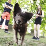 27.07.2024. Oblęgorek. Plenerowa impreza dla miłośników zwierząt z okazji 160. lecia istnienia Towarzystwa Opieki nad Zwierzętami trwa w Oblęgorku / Fot. Jarosław Kubalski - Radio Kielce