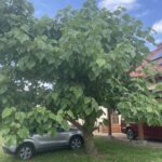 21.07.2024. Obrazów. Drzewo tlenowe w gospodarstwie agroturystycznym Willa Wojtasówka w Obrazowe / Fot. Grażyna Szlęzak - Radio Kielce