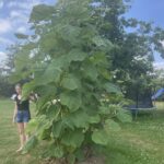 21.07.2024. Obrazów. Drzewo tlenowe w gospodarstwie agroturystycznym Willa Wojtasówka w Obrazowe / Fot. Grażyna Szlęzak - Radio Kielce