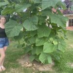 W Obrazowie rosną drzewa o wielkich liściach. Produkują ogromne ilości tlenu