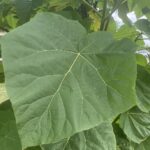 21.07.2024. Obrazów. Drzewo tlenowe w gospodarstwie agroturystycznym Willa Wojtasówka w Obrazowe / Fot. Grażyna Szlęzak - Radio Kielce