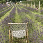 21.07.2024. Zawichost. Piknik na lawendowym polu. / Fot. Grażyna Szlęzak - Radio Kielce