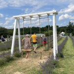 21.07.2024. Zawichost. Piknik na lawendowym polu. / Fot. Grażyna Szlęzak - Radio Kielce