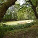 Stawy w zabytkowym podworskim parku w Ruszczy przejdą rewitalizację - Radio Kielce Stawy przy zabytkowym dworku w Ruszczy / źródło: Urzędu Miasta i Gminy Połaniec