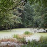 Stawy w zabytkowym podworskim parku w Ruszczy przejdą rewitalizację - Radio Kielce Stawy w zabytkowym podworskim parku w Ruszczy przejdą rewitalizację