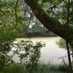 Stawy w zabytkowym podworskim parku w Ruszczy przejdą rewitalizację - Radio Kielce Stawy przy zabytkowym dworku w Ruszczy / źródło: Urzędu Miasta i Gminy Połaniec