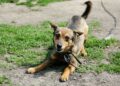 Do Sejmu wpłynął projekt zakazujący trzymania psów na uwięzi