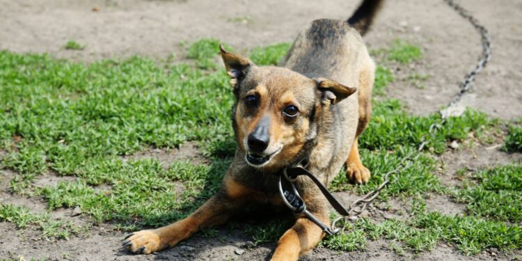 Do Sejmu wpłynął projekt zakazujący trzymania psów na uwięzi
